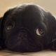 Illustration for article titled The Graveyard Shift *Doge Eidition - PUG LIFE or...